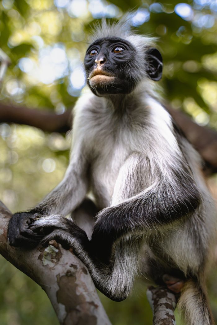 An exotic black-and-white colobus monkey sits in a tropical tree, showcasing its distinctive features.