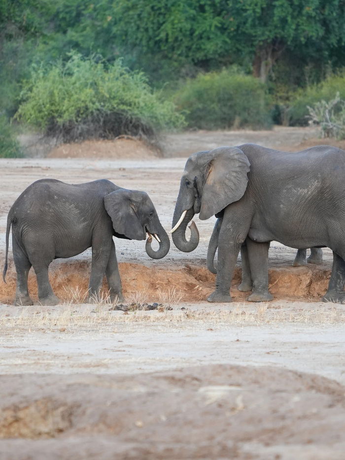 Services African elephant family interacting in the wild, Zambia, showcasing natural behavior and habitat.