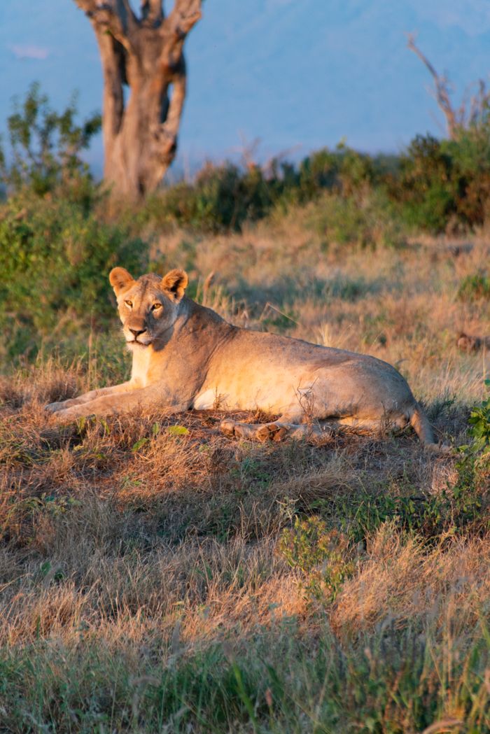 Services A lioness rests on a grassy terrain, bathed in warm sunlight during the day.