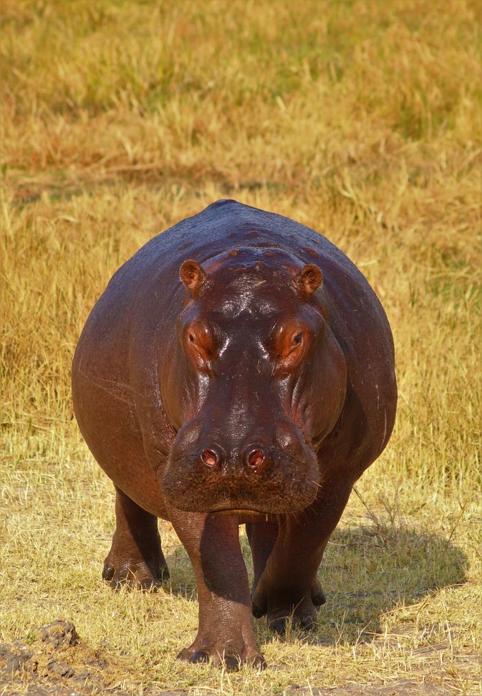 Services Close-up of a hippo in its natural grassland habitat, showcasing wildlife beauty.