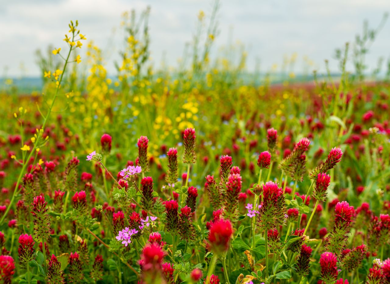 About A colorful field of red clover and yellow wildflowers in full bloom during springtime.